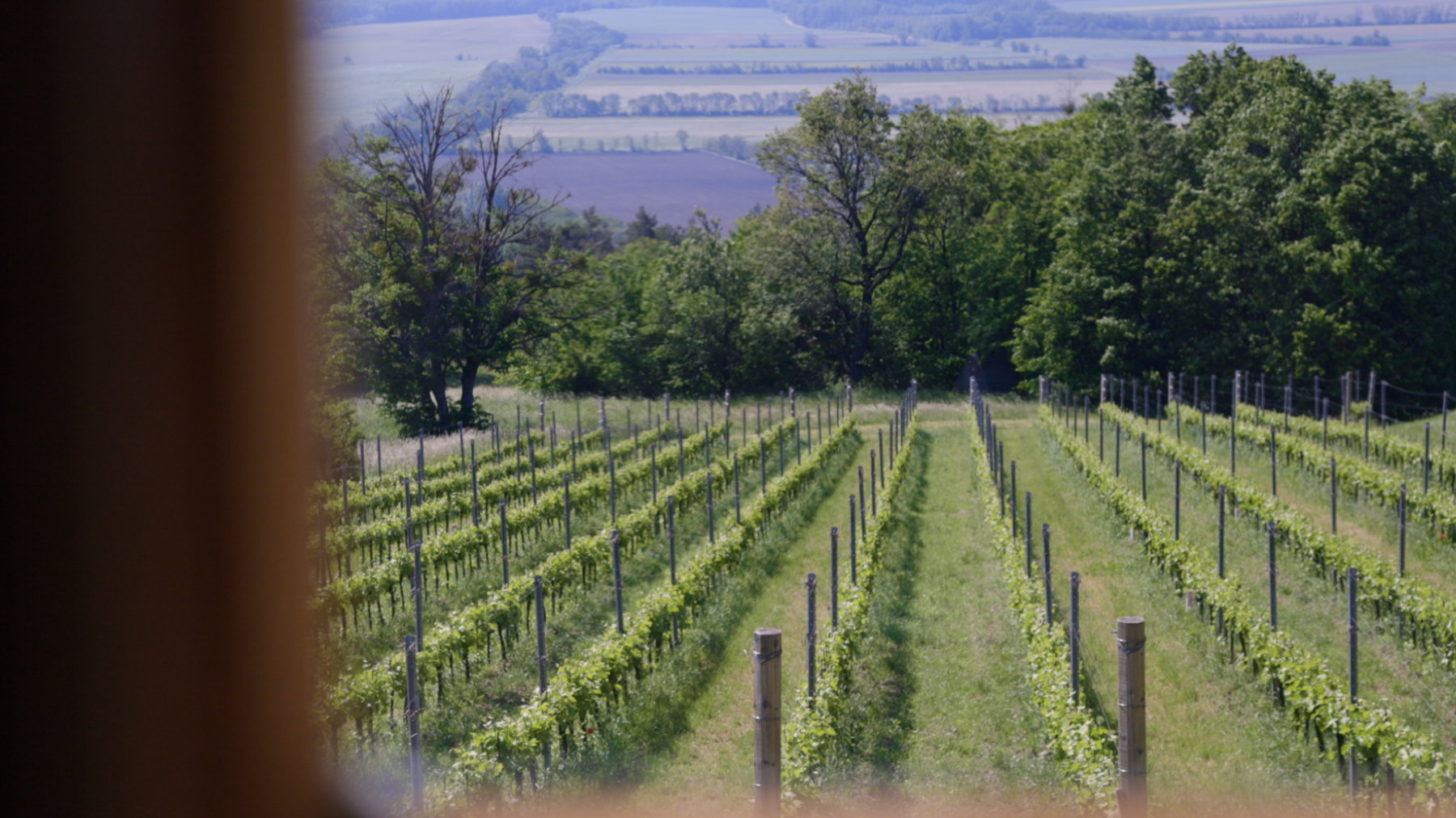 46_Immer_einen_Schritt_voraus_Mechthild_Scheffer_by_Elisa_Unger_2024